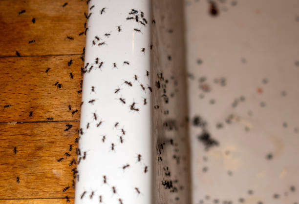 Best Mosquito Control Services  in Spring Lake Park, MN