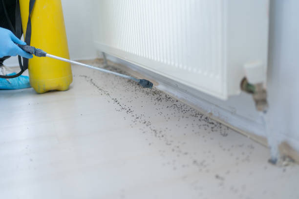 Flea Control Services in Spring Lake Park, MN